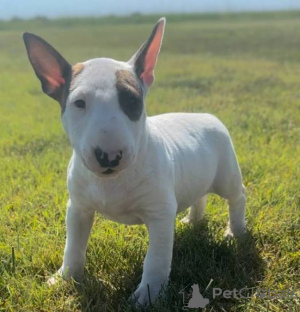 Photo №1. bull terrier - à vendre en ville de Helsinki | négocié | Annonce №175141