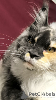 Photo №3. Mainécoon. Pays Bas