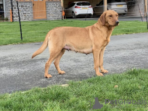 Photo №3. Beaux chiots labrador rouge renard. Hong Kong