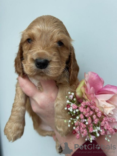 Photo №3. Cocker Spaniels Anzeigen. Allemagne