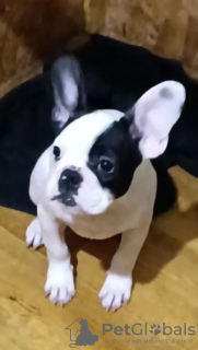Photo №3. Bulldog français négocié. Pologne