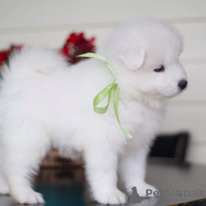 Photos supplémentaires: CHIOTS SAMOYED MIGNONS DISPONIBLES À LA VENTE