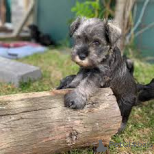 Photo №1. schnauzer miniature - à vendre en ville de Helsinki | 700€ | Annonce №169506