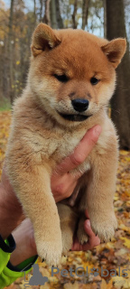 Photo №4. Je vais vendre shiba en ville de Москва. annonce privée - prix - négocié