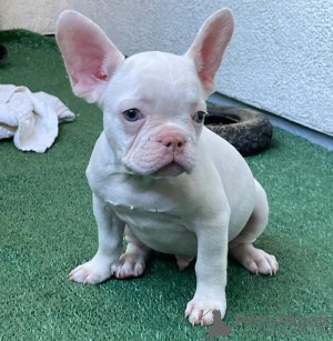 Photo №4. Je vais vendre bouledogue en ville de Rostock. annonce privée - prix - 265€