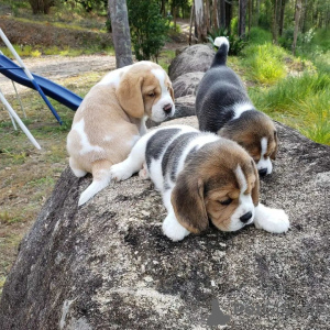 Photos supplémentaires: Beaux chiots beagle