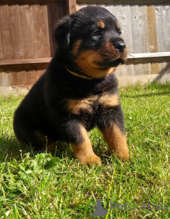 Photo №2 de l'annonce № 36100 de la vente rottweiler - acheter à Lituanie annonce privée