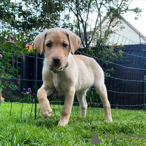 Photo №1. labrador retriever - à vendre en ville de Berlin | Gratuit | Annonce №125261