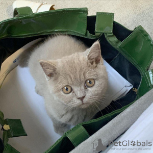 Photo №4. Je vais vendre british shorthair en ville de Garmisch-Partenkirchen.  - prix - négocié