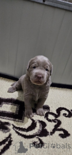 Photo №3. Labradors en argent. Serbie