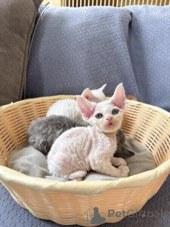 Photo №1. devon rex - à vendre en ville de Bensheim | négocié | Annonce № 170318