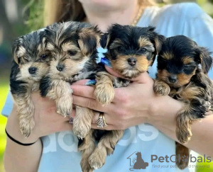 Photo №1. yorkshire terrier - à vendre en ville de Helsinki | 450€ | Annonce №123175