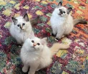 Photo №1. sacré de birmanie - à vendre en ville de Vienne | 580€ | Annonce № 163797