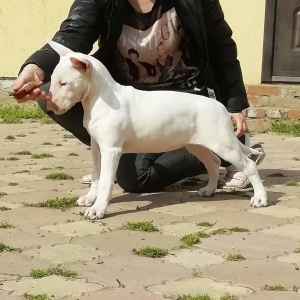 Photo №4. Je vais vendre bull terrier en ville de Krasnodar. de la fourrière - prix - 420€