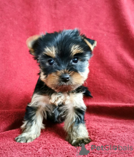 Photo №1. yorkshire terrier - à vendre en ville de Салоники | 284€ | Annonce №123402