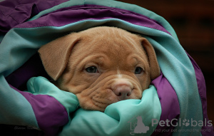 Photos supplémentaires: Chiots tyrans américains