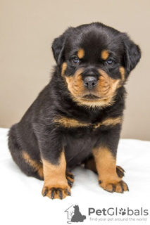 Photo №1. rottweiler - à vendre en ville de Prague | négocié | Annonce №109963