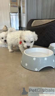 Photo №1. bichon maltais - à vendre en ville de Kaunas | 400€ | Annonce №127607