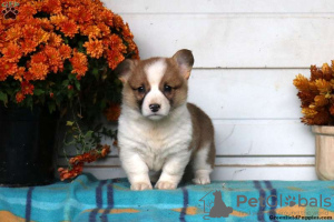 Photo №3. Adorables chiots Welsh Corgi. Grèce