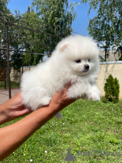 Photos supplémentaires: Chiots de Poméranie