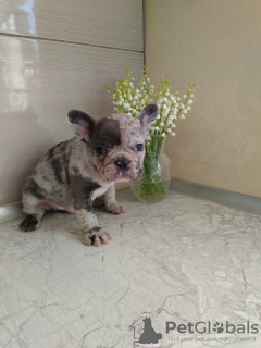 Photo №4. Je vais vendre bouledogue en ville de Bremen. éleveur - prix - 1500€