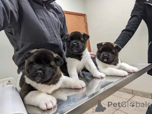 Photo №1. akita (chien) - à vendre en ville de Achaern | négocié | Annonce №169501
