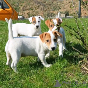 Photo №1. jack russell terrier - à vendre en ville de Helsinki | 450€ | Annonce №123832