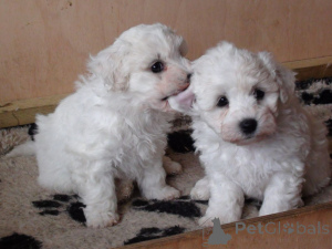 Photo №1. bichon à poil frisé - à vendre en ville de Delsbo | 600€ | Annonce №168185