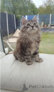 Photo №1. maine coon - à vendre en ville de Retenue | 350€ | Annonce № 151869