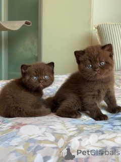 Photo №2 de l'annonce № 175232 de la vente british shorthair - acheter à Pays Bas éleveur