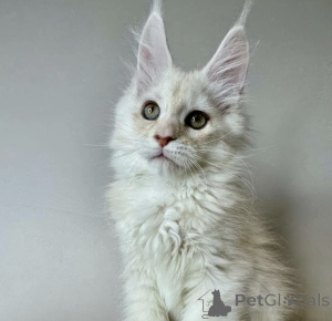Photo №1. maine coon - à vendre en ville de Baden-Baden | 990€ | Annonce № 163720