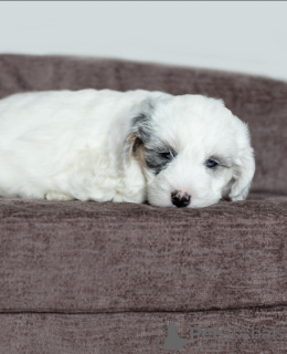 Photos supplémentaires: Nos chiots sont maintenant disponibles pour de nouveaux foyers