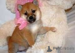 Photo №1. shiba - à vendre en ville de Ville de Londres | négocié | Annonce №171119