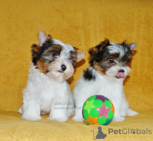 Photo №1. biewer yorkshire terrier - à vendre en ville de Tbilissi | négocié | Annonce №167229
