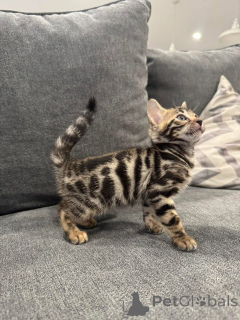 Photo №2 de l'annonce № 152779 de la vente bengal - acheter à France annonce privée