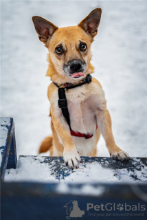 Photos supplémentaires: Le petit chien Suri est entre de bonnes mains.