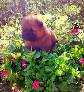 Photo №4. Je vais vendre chow-chow en ville de Aleksinac. éleveur - prix - négocié