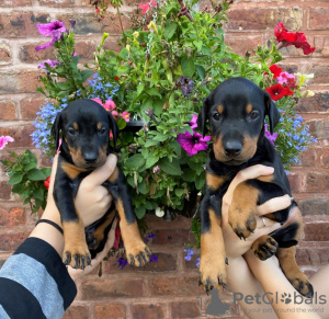 Photo №3. Chiots Dobermans à vendre. USA
