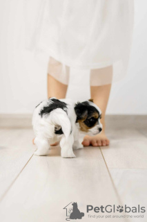 Photos supplémentaires: Chiots Yorkshire Terrier Biewer