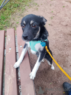 Photo №1. chien bâtard - à vendre en ville de Saint-Pétersbourg | Gratuit | Annonce №159495