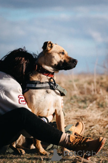 Photo №1. chien bâtard - à vendre en ville de Khimki | négocié | Annonce №168739