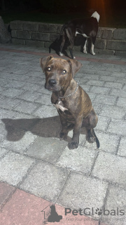 Photo №4. Je vais vendre american bully en ville de Belgrade. éleveur - prix - 1200€