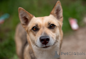 Photo №4. Je vais vendre chien bâtard en ville de Rivière moscou. annonce privée - prix - Gratuit