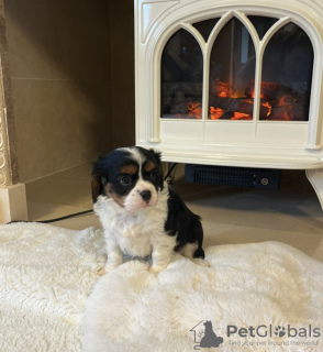 Photo №1. cavalier king charles spaniel - à vendre en ville de Eureka | 298€ | Annonce №128979