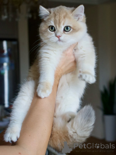 Photo №3. Rencontrez Oliver charmant, posé et plein d'amour tranquille. Le vrai gentleman. Islande