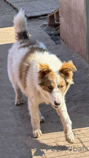 Photo №4. Je vais vendre chien bâtard en ville de Saint-Pétersbourg. annonce privée - prix - Gratuit