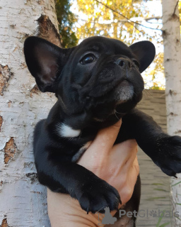 Photo №4. Je vais vendre bouledogue en ville de Bremen. annonce privée - prix - 360€