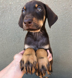 Photo №1. dobermann - à vendre en ville de Beiersdorf | 550€ | Annonce №160533