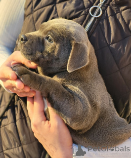 Photo №3. Chiots Staffordshire Bull Terrier amicaux et fidèles. Belgique