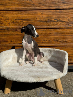 Photo №1. lévrier whippet - à vendre en ville de Belgrade | négocié | Annonce №120075